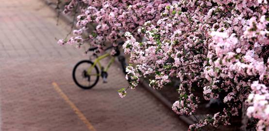 白色的花描述已自动生成